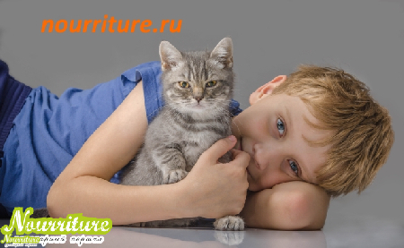 Как правильно кормить кошек?