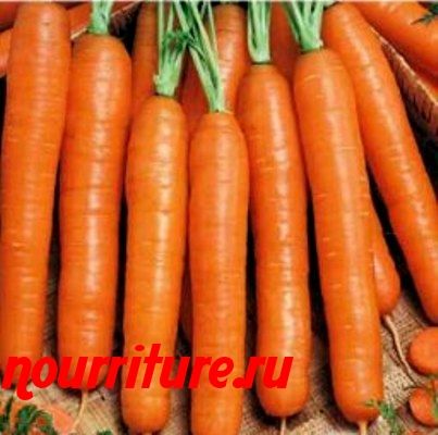 Морковь сорта "рогнеда" (российская селекция)