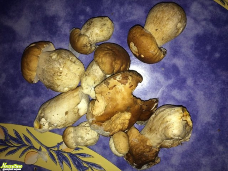 Белый гриб: полезные свойства белых грибов