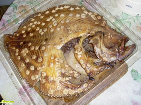 Калкан (тюрбо): полезные свойства рыбы калкан