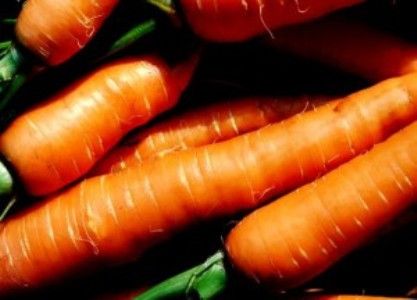 Морковь сорта "алтаир" 