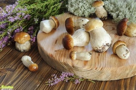 Уникальные свойства белых грибов: роль витамина D
