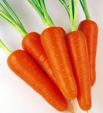 Морковь сорта "абако"