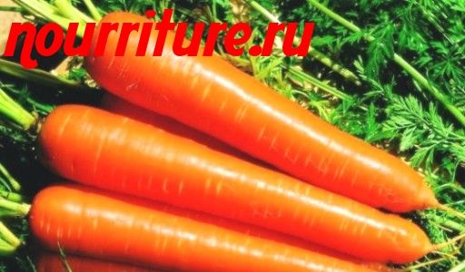 Морковь сорта "тип-топ" (голландская селекция)