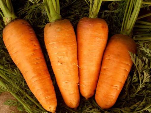 Морковь сорта "шантане"