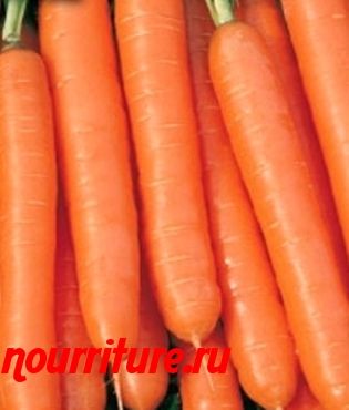 Морковь сорта "император"