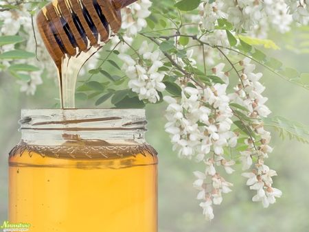 Акациевый мёд: свойства акациевого мёда