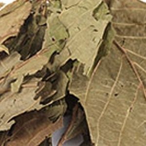 Настой листьев грецкого ореха при дизентерии и геморроидальных кровотечениях