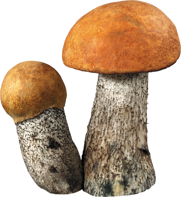Как подготовить грибы к засолу?