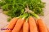 Настой морковной ботвы при мочекаменной болезни