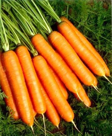 Морковь сорта "амрола" (голландская селекция)