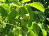 Отвар корней и листьев грецкого ореха при рахите