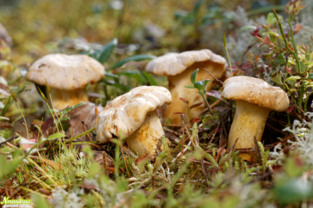 Лечение грибами: полезные свойства лисичек