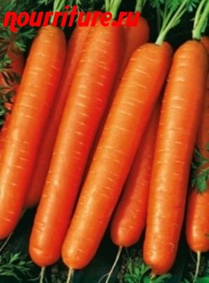 Морковь сорта "нантская-4"