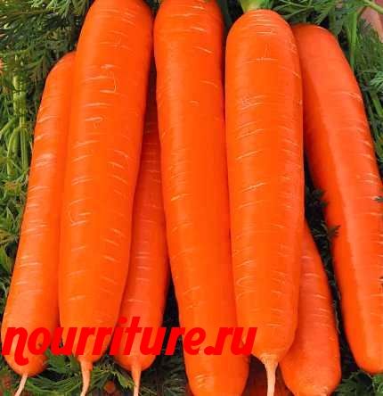 Морковь сорта "берликум"