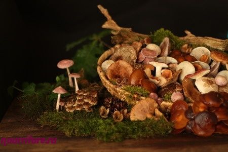 Какие бывают грибы: строение гриба и способы размножения грибов