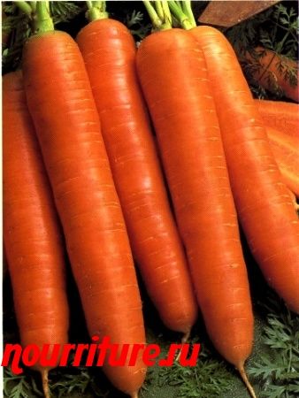 Морковь сорта "флакке"