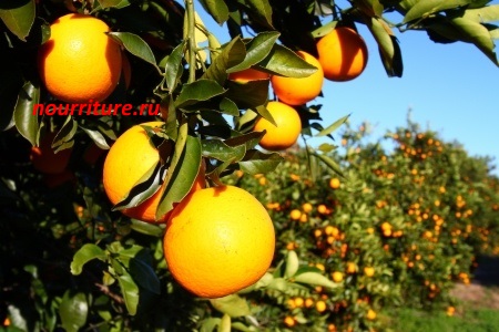 Апельсины.jpg