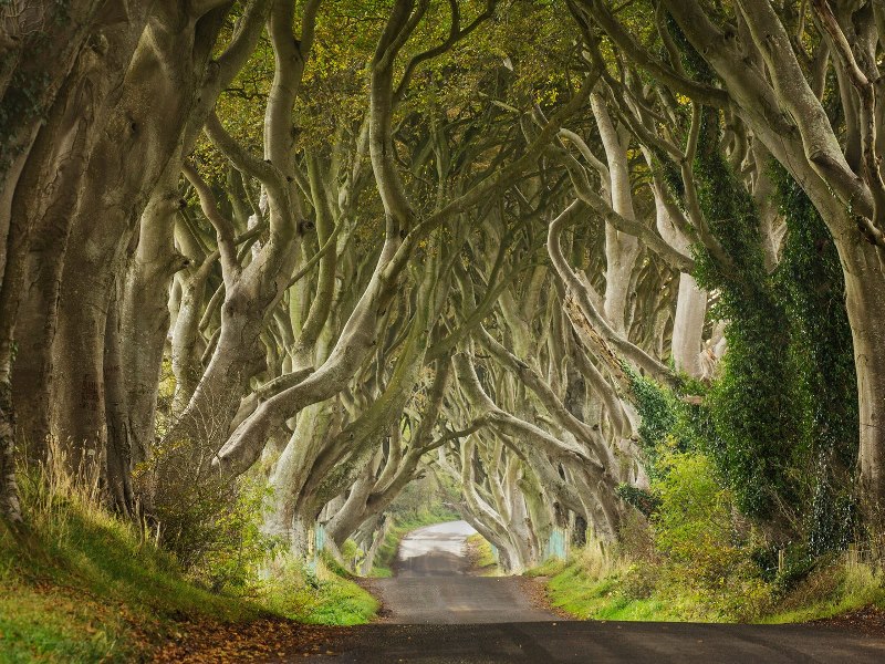 14-dark-hedges-ireland-cr-alamy.jpg 14-dark-hedges-ireland-cr-alamy.jpg