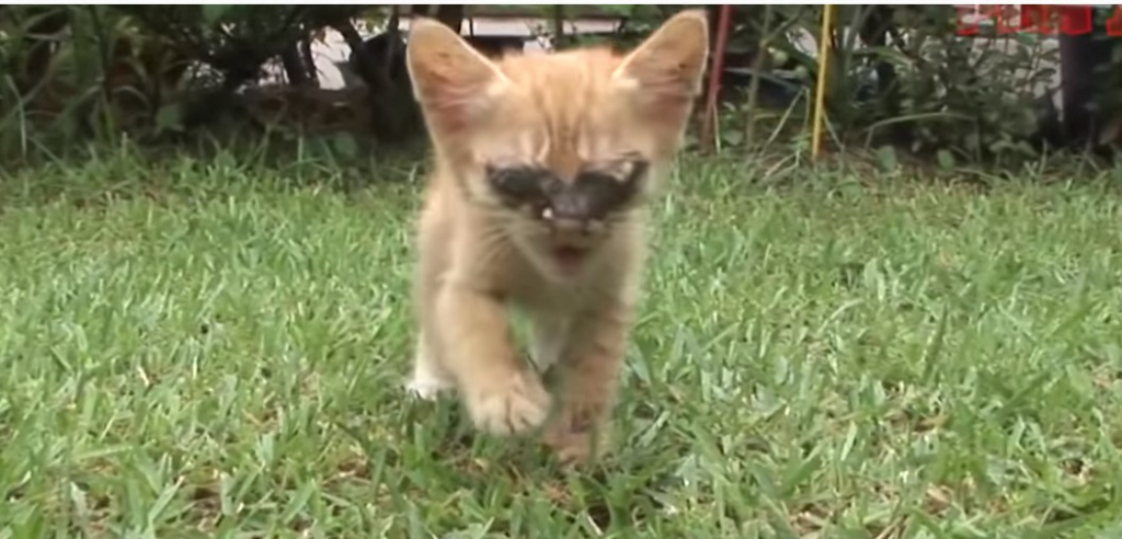 котенок.jpg котенок.jpg