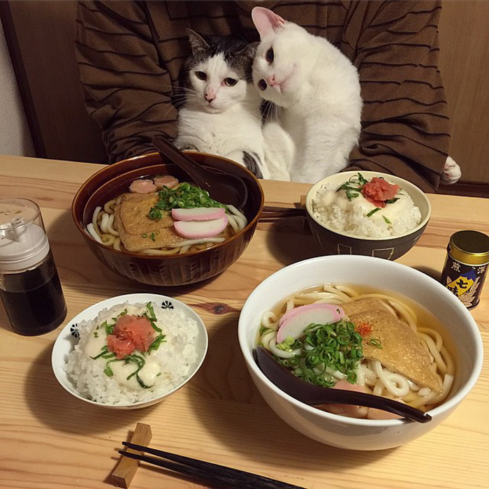 cats-japan-1.jpg