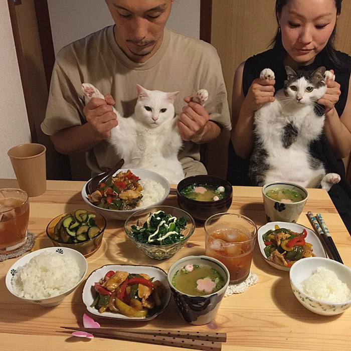 cats-japan-14.jpg