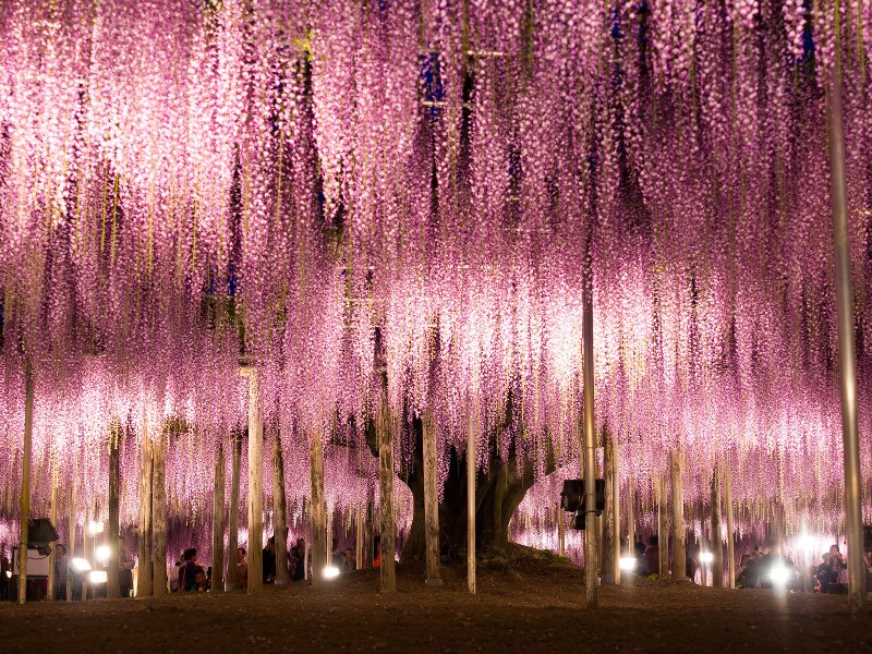 02-ashikaga-wisteria-japan-cr-getty.jpg 02-ashikaga-wisteria-japan-cr-getty.jpg