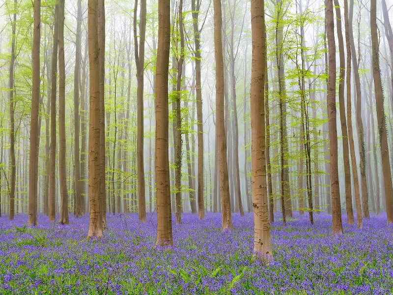11-hallerbos-forest-belgium-cr-getty.jpg 11-hallerbos-forest-belgium-cr-getty.jpg