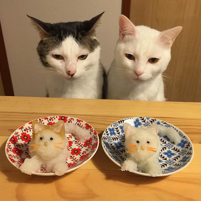 cats-japan-10.jpg