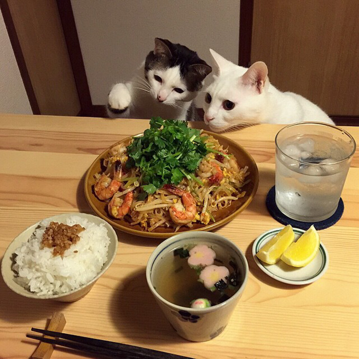 cats-japan-2.jpg