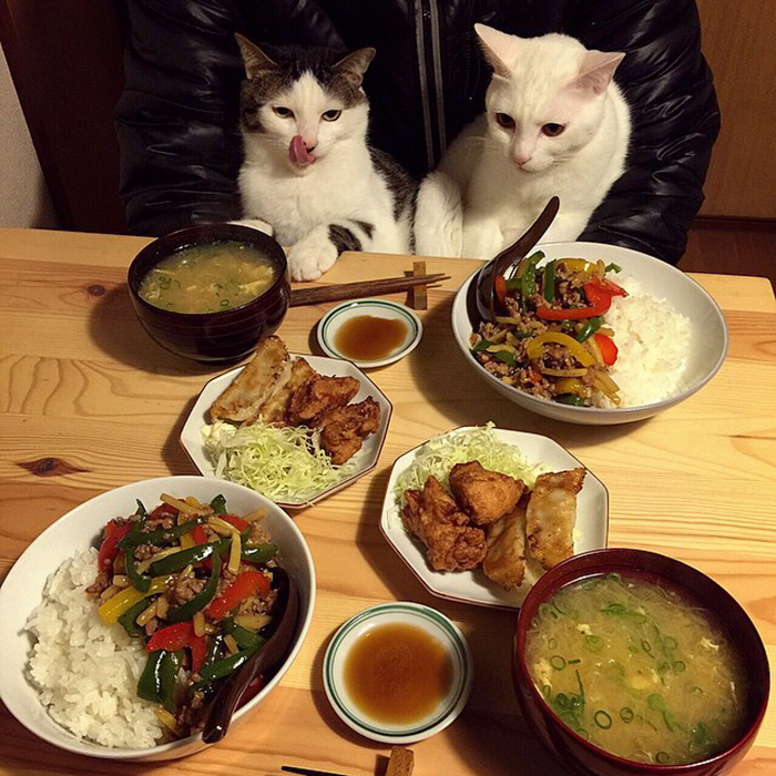 cats-japan-11.jpg