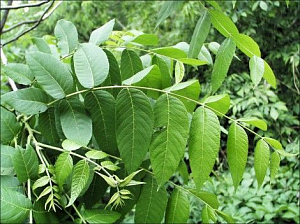 Настой сушёных листьев грецкого ореха при угрях и ранах