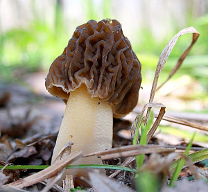 Чем отличаются строчки от сморчков: учимся распознавать грибы!