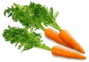 Настой морковной ботвы при цистите