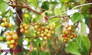 Настой листьев лимонника китайского, крапивы двудомной, корня одуванчика 