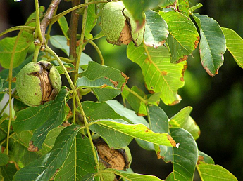Настой листьев и околоплодников грецкого ореха при анемии