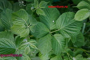 Настой из листьев ежевики, грецкого ореха и мелиссы