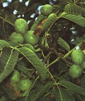 Настой листьев грецкого ореха