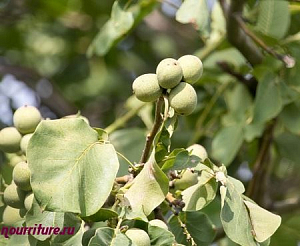 Настой листьев грецкого ореха при рахите, золотухе и диабете
