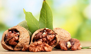 Грецкий орех (семя, или ядро): полезные свойства грецкого ореха