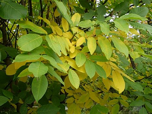 Настой сушёных листьев грецкого ореха при воспалении ротовой полости