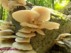 Вешенки (грибы): полезные свойства вешенок