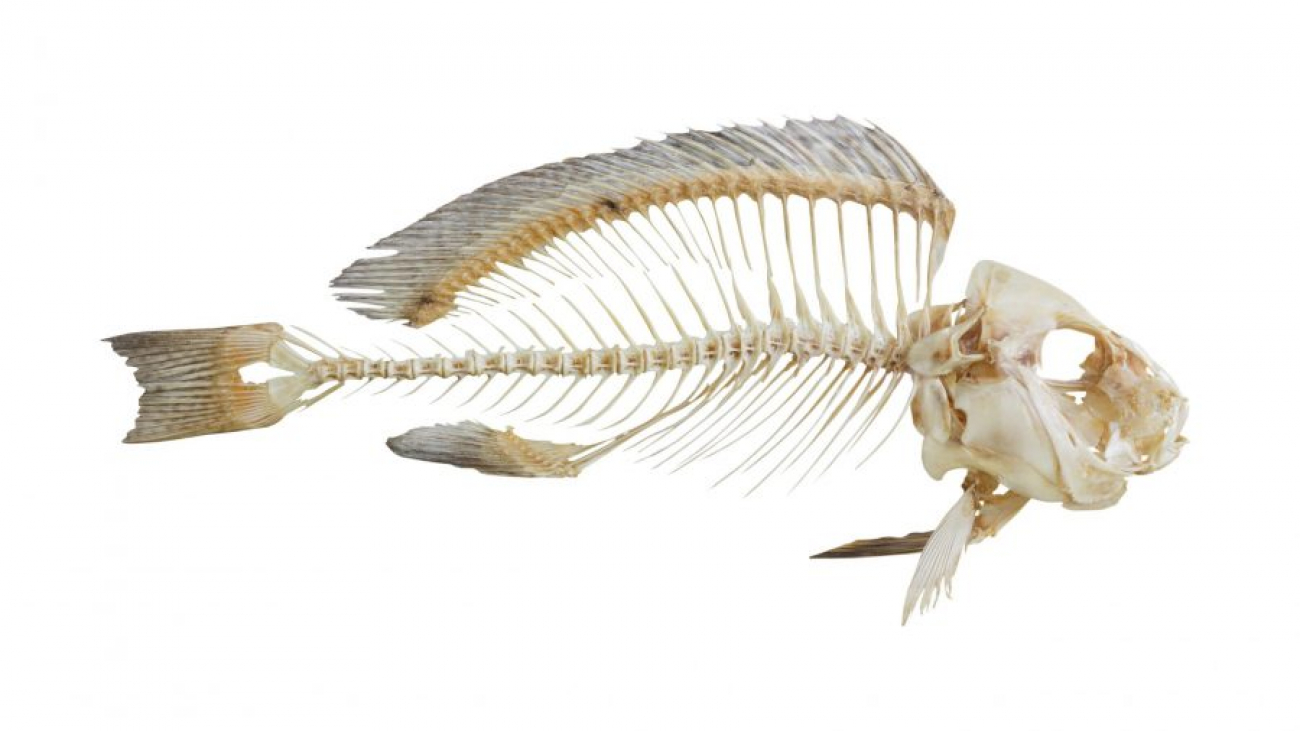Сонник рыбная кость