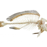 Сонник рыбная кость