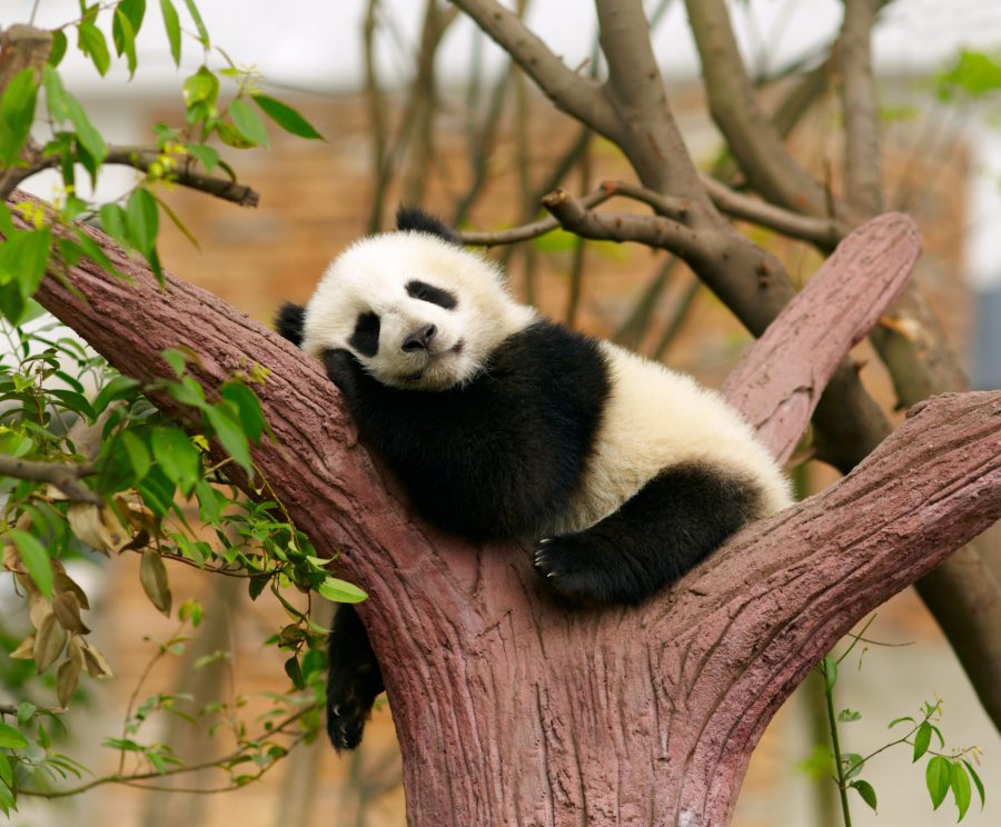 Сонник панда