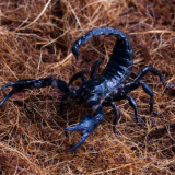 Сонник cкорпион