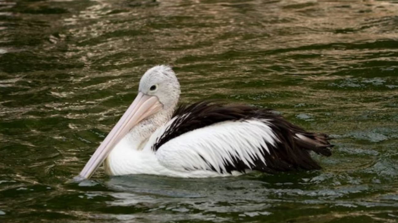 Сонник пеликан