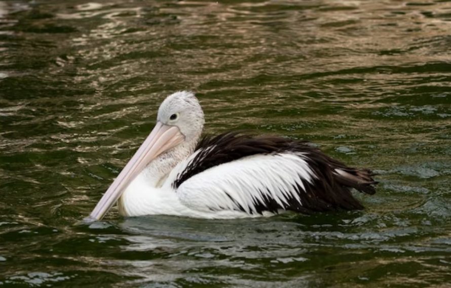 Сонник пеликан