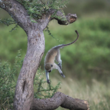Сонник обезьяна-верветка