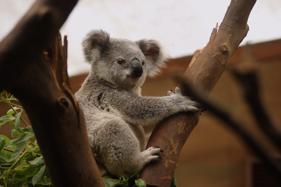 Сонник коала